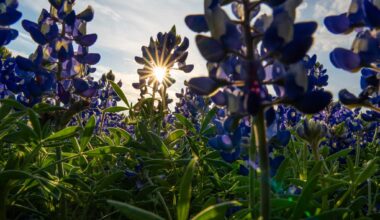 Bluebonnet seeds show resilience during Texas drought