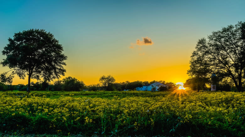 A field of wildflowers as the sun rises in Fulshear, TX