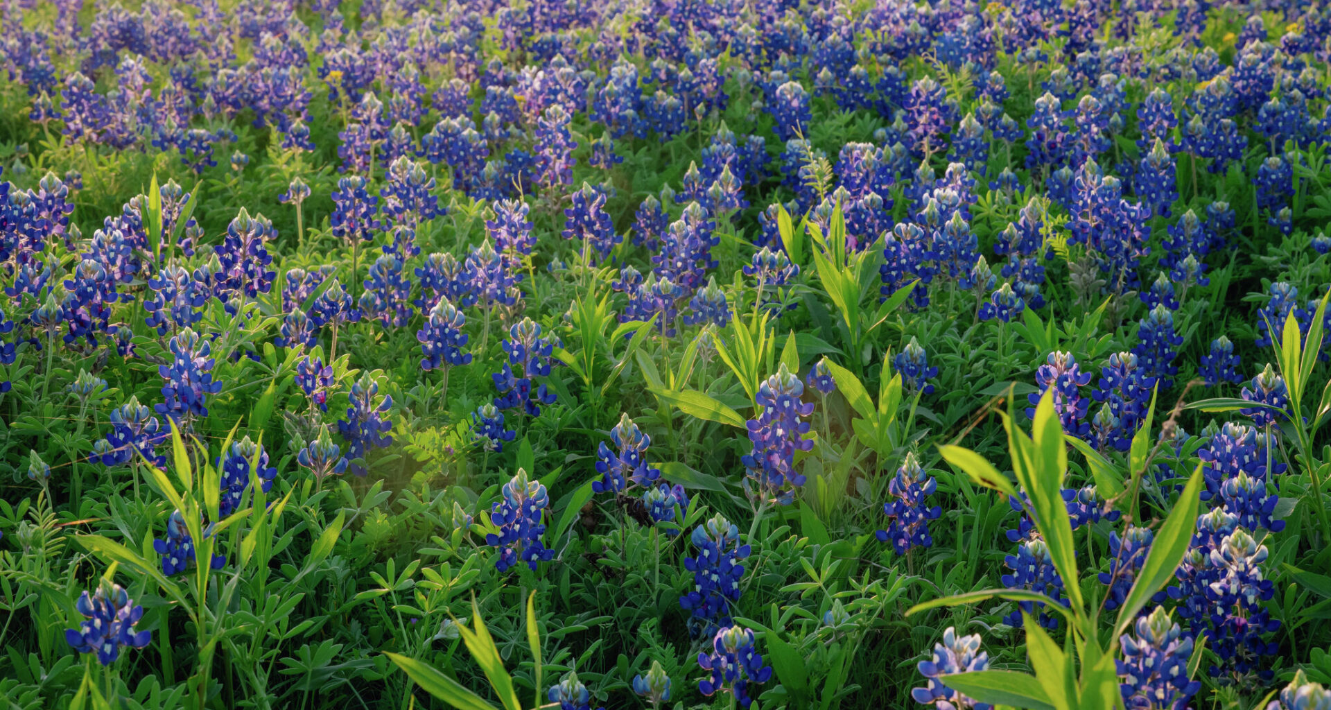 Is picking bluebonnets illegal in Texas? See if there's law or myth