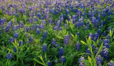 Is picking bluebonnets illegal in Texas? See if there's law or myth