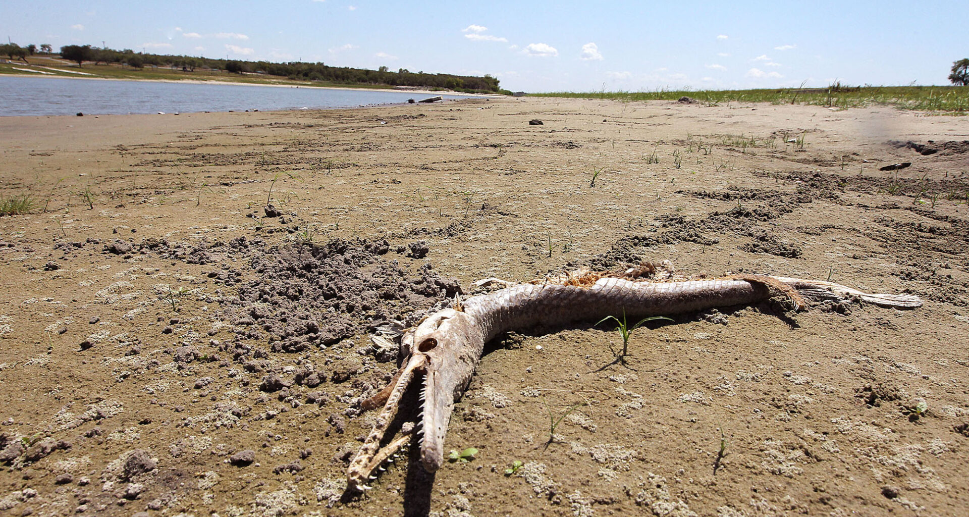 Corpus Christi could run dry by 2027—PETA says go vegan