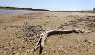 Corpus Christi could run dry by 2027—PETA says go vegan