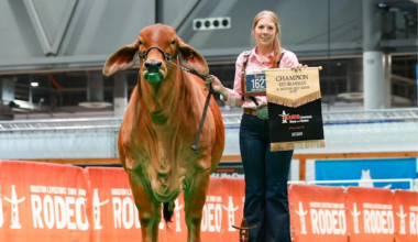 Liberty FFA students shine at Houston Livestock Show