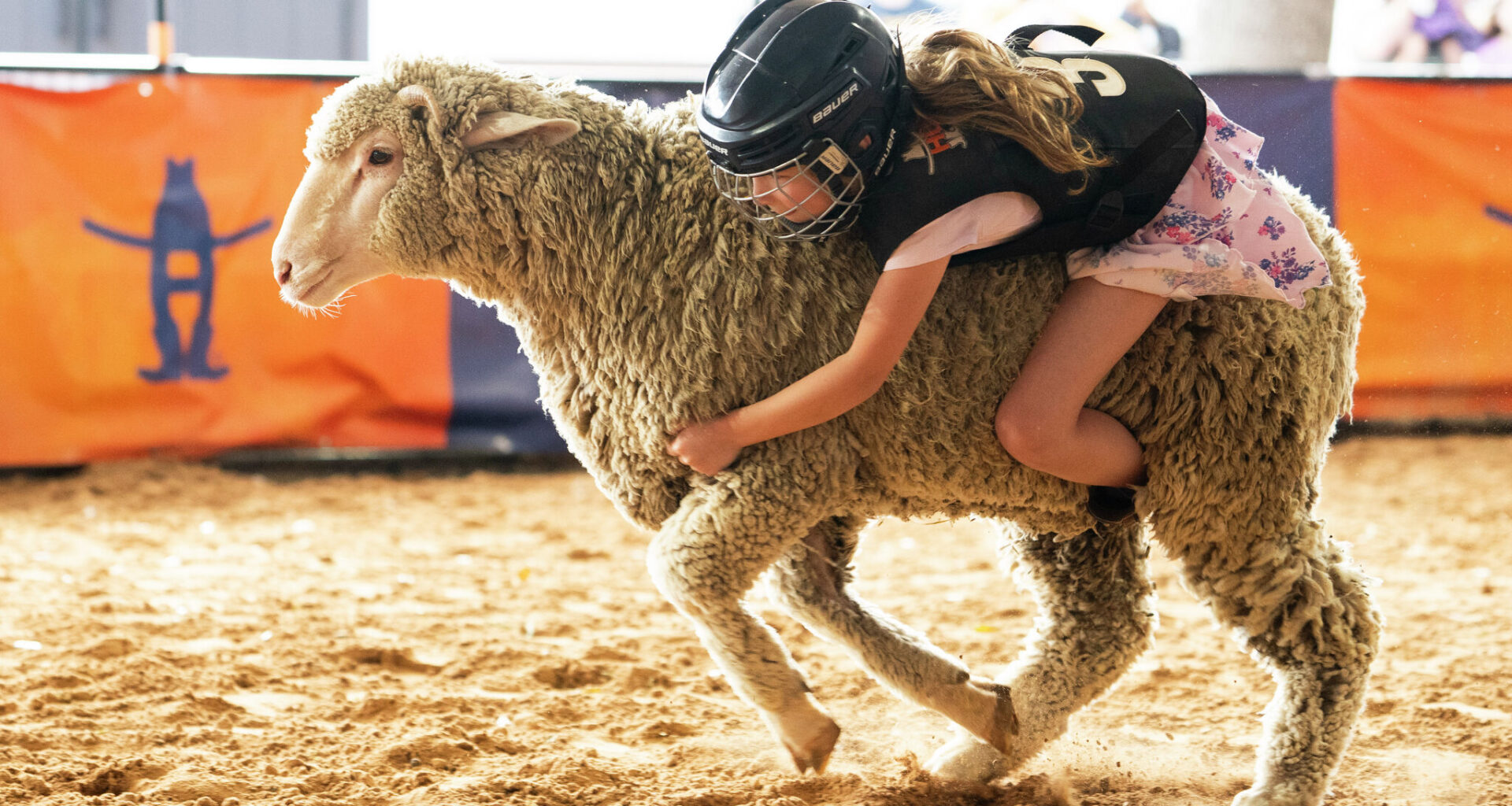 Houston rodeo 2026 draws 2.6 million fans and record-setting steer
