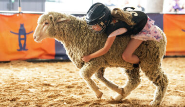 Houston rodeo 2026 draws 2.6 million fans and record-setting steer