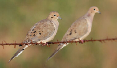 Deer, doves, turkey and more