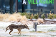 A coyote walks through ice-covered grass near The Village apartment complex on Southwestern...