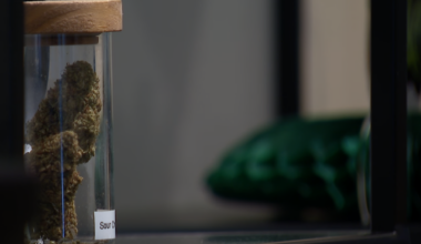 Texas ban on smokable hemp starts March 31 as Dallas shops react – NBC 5 Dallas-Fort Worth