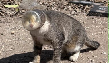 Law enforcement officials locked down the campus of Hill Country College Preparatory High School in Bulverde on Monday. Officials say a 15-year-old student shot and injured a teacher, then killed himself.