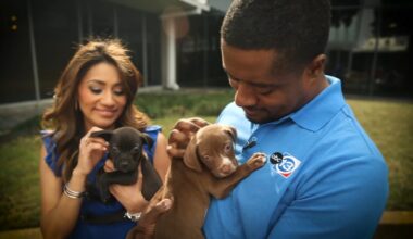 2026 ABC13 Pick Your Pet Adoption Drive: Find your new best friend at BARC Houston on March 27, 2026