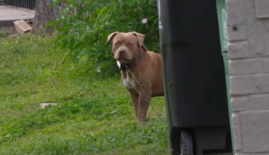 Activist says neighborhood is overrun by loose dogs near Tuffly Park in Fifth Ward