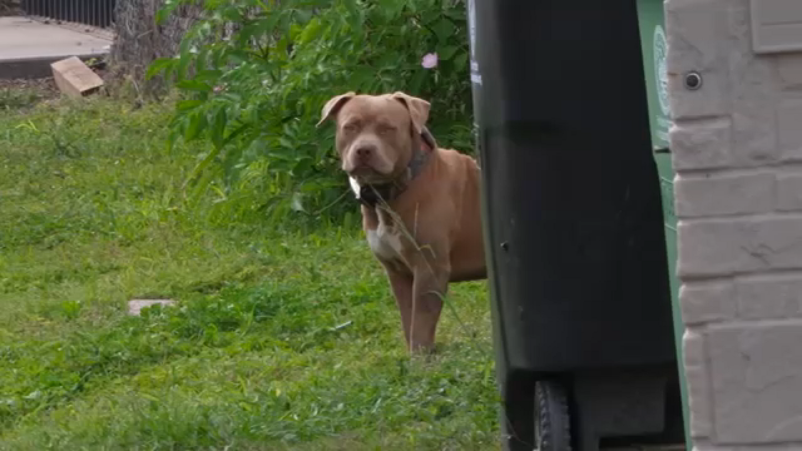 Activist says neighborhood is overrun by loose dogs near Tuffly Park in Fifth Ward