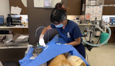 Houston SPCA investigating attack on dog found with multiple deep lacerations in Baytown