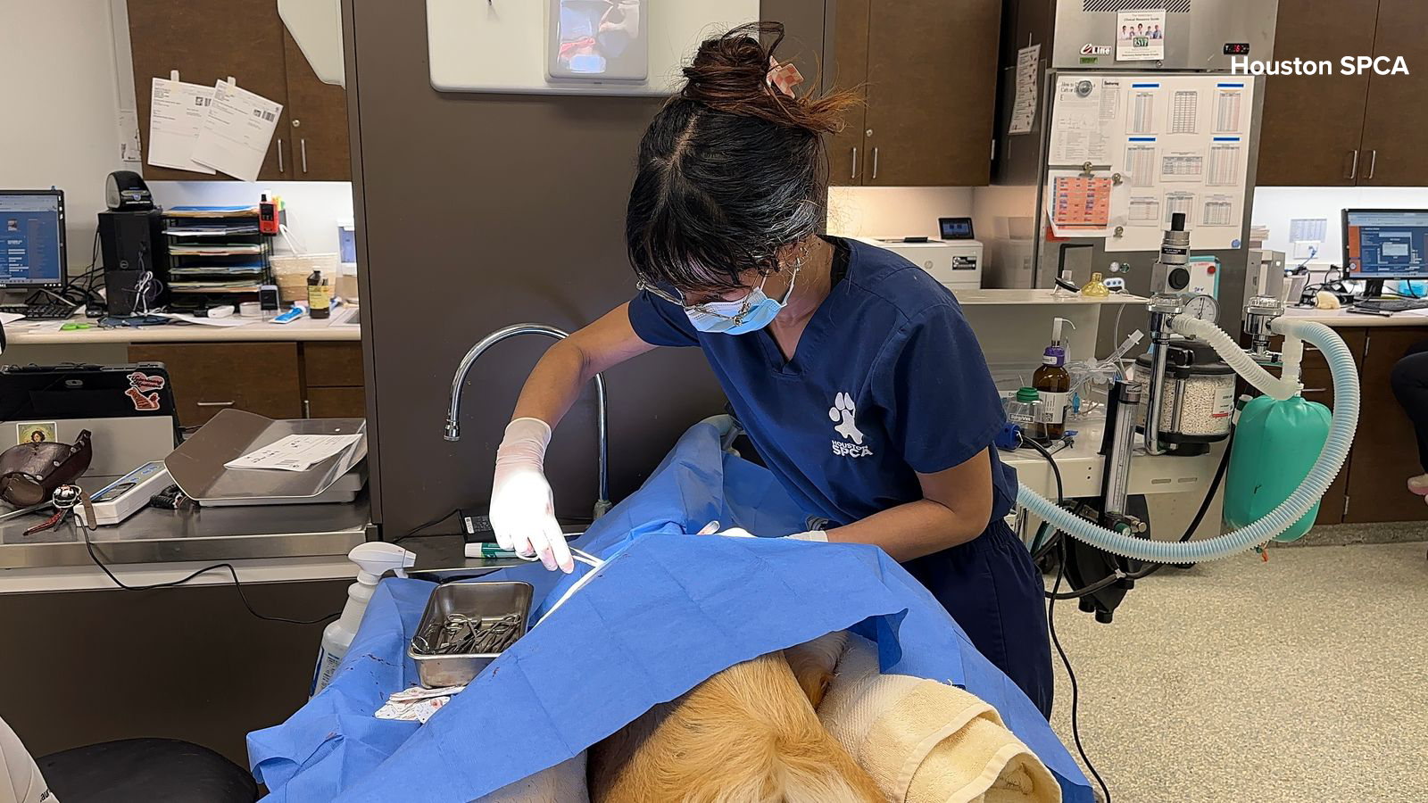 Houston SPCA investigating attack on dog found with multiple deep lacerations in Baytown