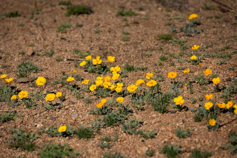 Poppies bloom along the Nature Trail near the El Paso Museum of Archaeology before this weekend’s Poppies Fest on Wednesday, March 11, 2026, in El Paso, Texas.