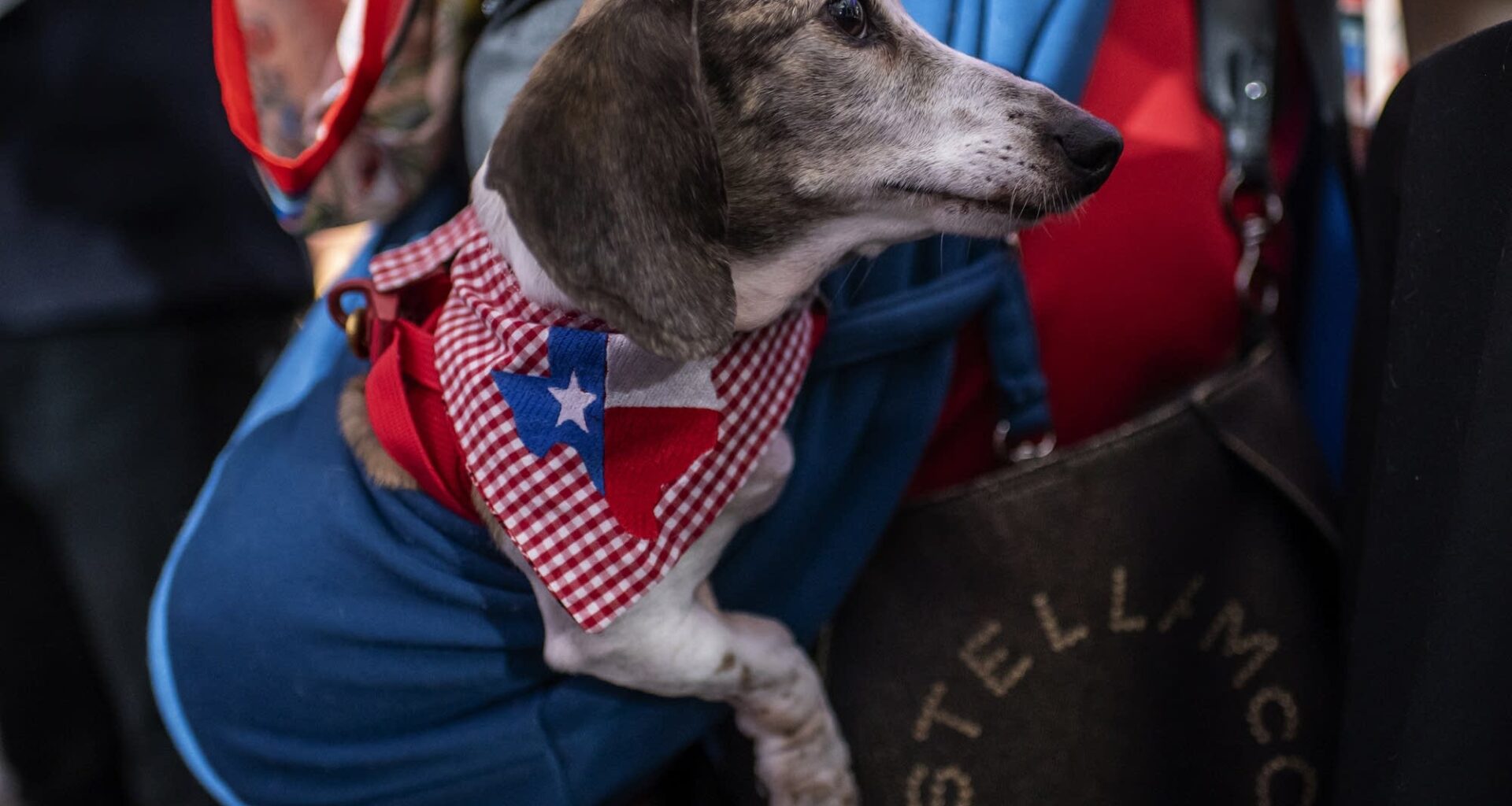 An attendee's dog wears a bandana featuring a Texas-shaped graphic filled with the state flag at a watch party for Republican Senate candidate, Texas Attorney General Ken Paxton on March 3, 2026 in Dallas, Texas.