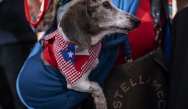 An attendee's dog wears a bandana featuring a Texas-shaped graphic filled with the state flag at a watch party for Republican Senate candidate, Texas Attorney General Ken Paxton on March 3, 2026 in Dallas, Texas.