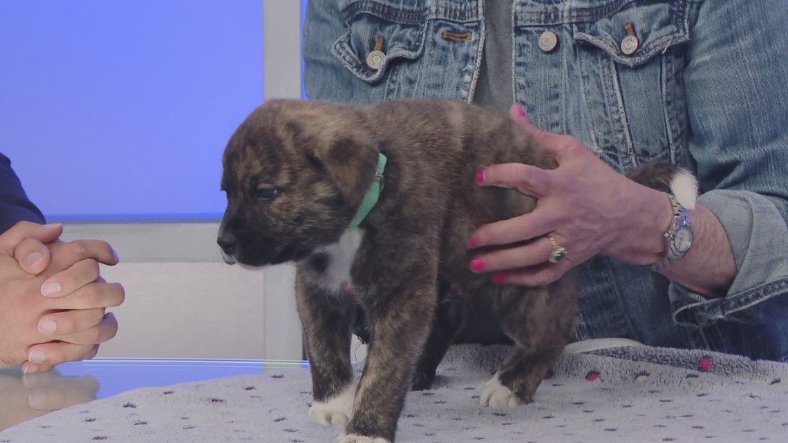 TUESDAY TAILS: Meet Evan from the SPCA of East Texas