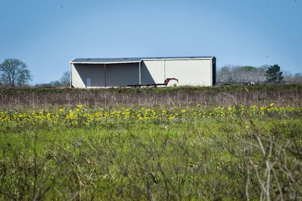 Land on the Katy Prairie is actively managed for habitat, including crops planted to support birds and other wildlife. (Ariana Garcia)