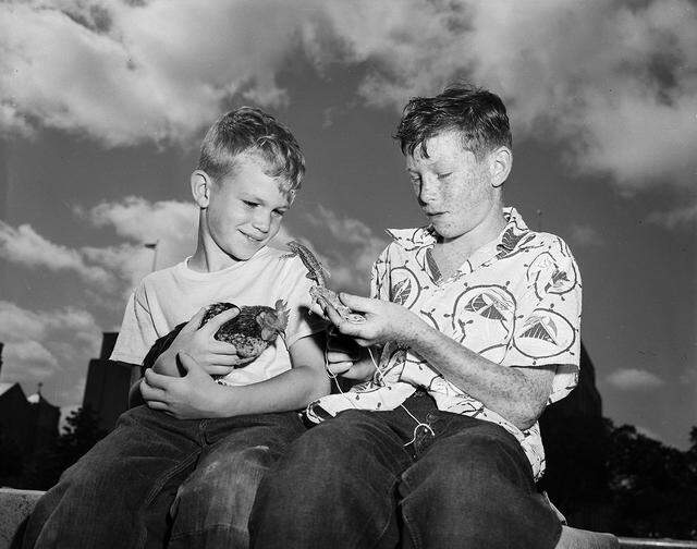 In this Star-Telegram photo from June 21, 1952, Aaron Ashbrook, right, shows off his pet horned frog and a tree frog to E.G. Simmons, who is holding his pet rooster. It was during the first citywide pet show sponsored by the Fort Worth recreation department in Burk Burnett Park.