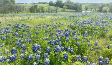 Where To Find Bluebonnets In Frisco, Plano And Beyond - Local Profile