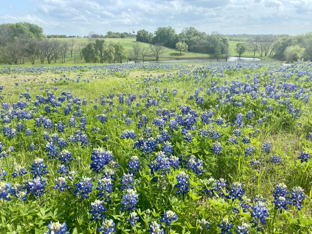 Where To Find Bluebonnets In Frisco, Plano And Beyond - Local Profile