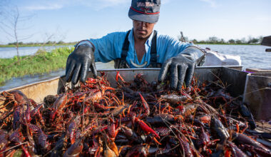 Texas crawfish outlook strong despite early harvest delays