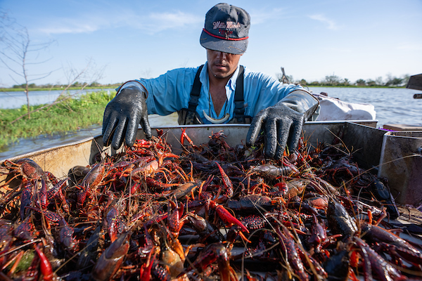 Texas crawfish outlook strong despite early harvest delays