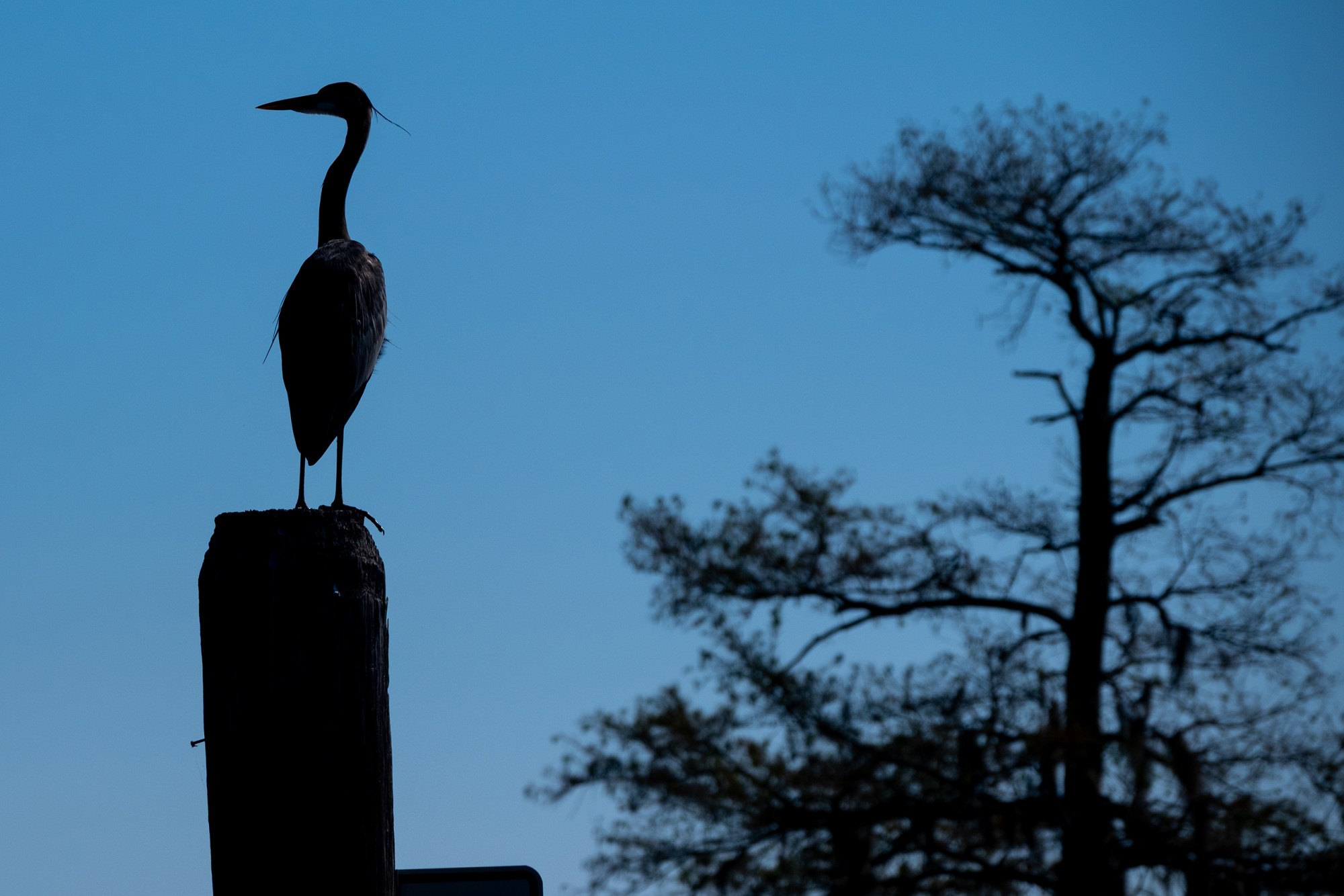 A blue heron at Caddo Lake..