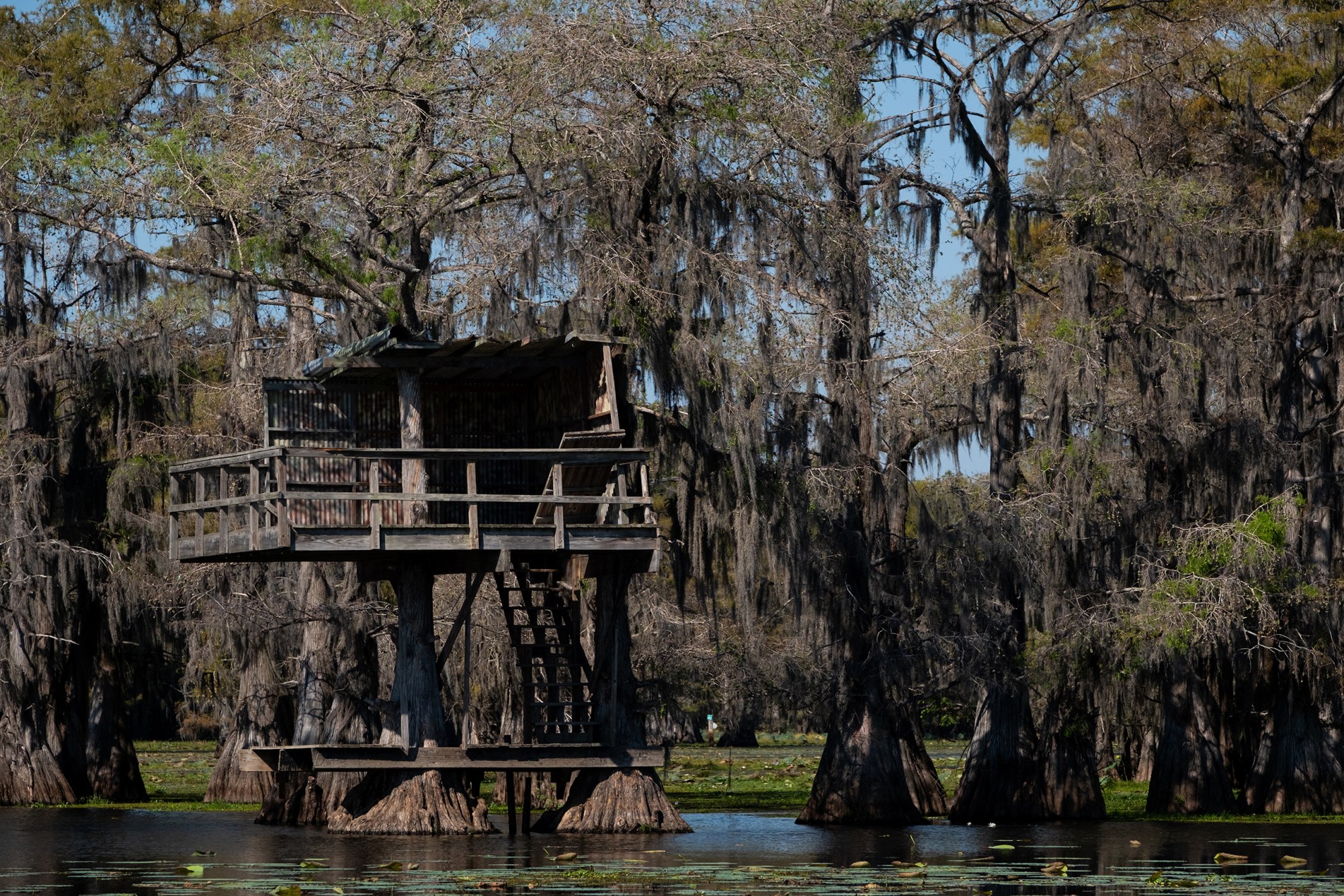A platform among cypress trees on Caddo Lake.