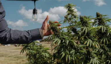 Texas will ban smokeable hemp on March 31. Here’s what to know.