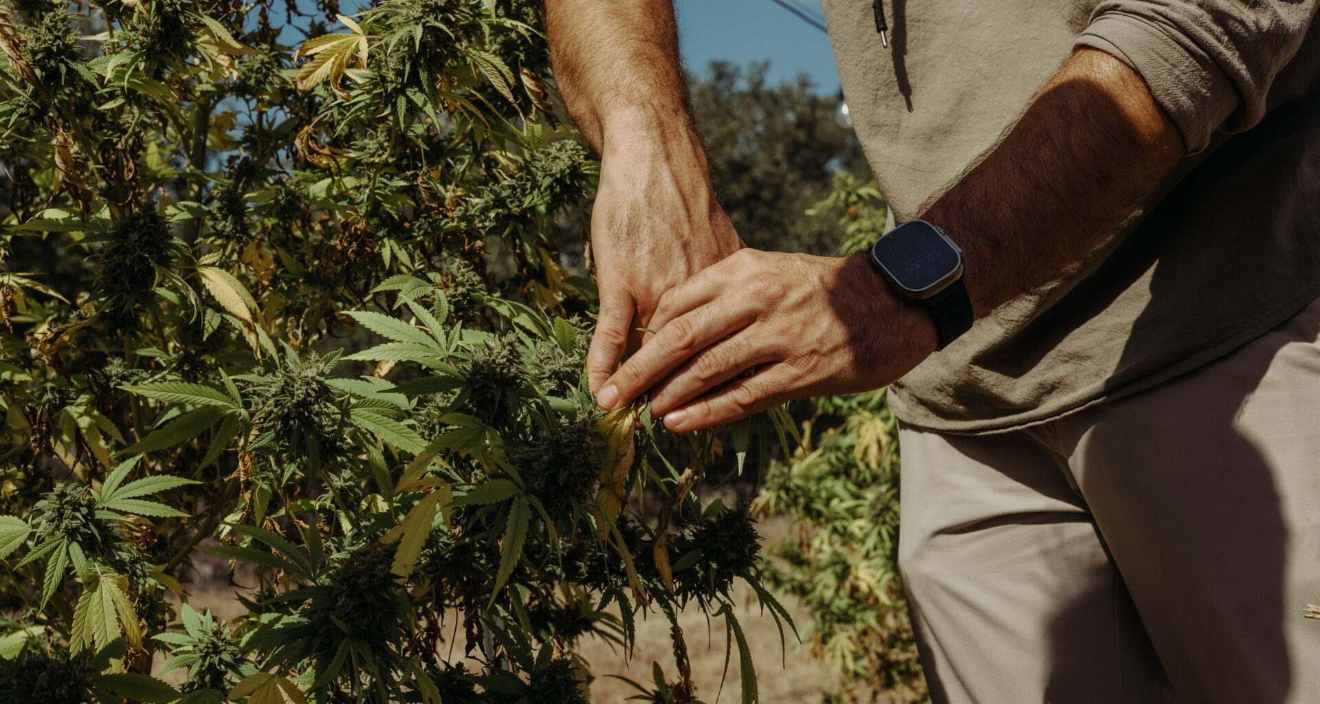 Texas hemp businesses fear an uptick in police raids