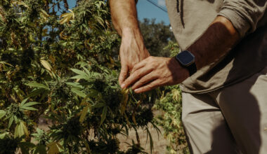 Texas hemp businesses fear an uptick in police raids