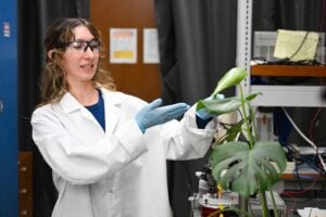 Researcher holds leaf of plant in lab. 