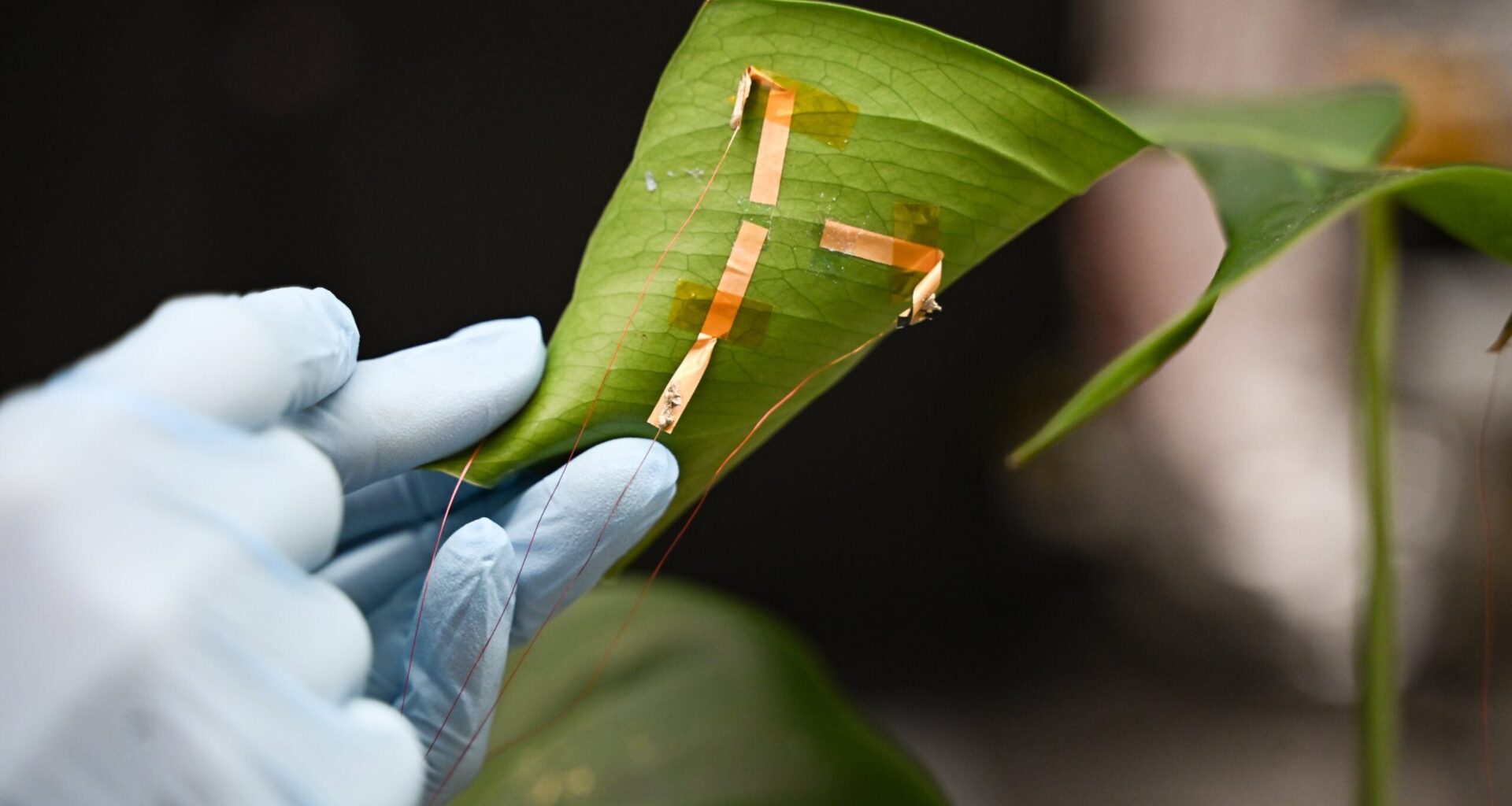 Plants Need Water? Breakthrough Sensor Measures Leaf Hydration in Real Time - UT Austin News