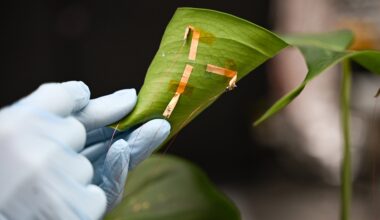 Plants Need Water? Breakthrough Sensor Measures Leaf Hydration in Real Time - UT Austin News