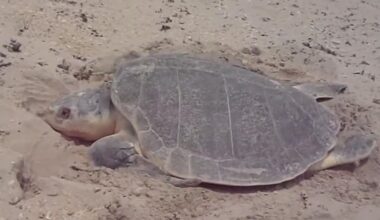 Sea turtle nesting patrols start April 1 on North Padre Island