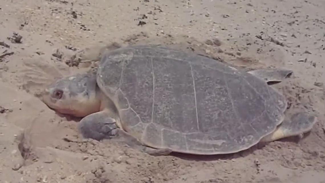 Sea turtle nesting patrols start April 1 on North Padre Island