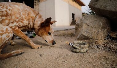 A team of researchers from The University of Texas at El Paso uncovered new evidence explaining why the rattlesnake’s rattle, one of nature’s most iconic warning signals, has persisted and remained effective over millions of years. The team engineered a lifelike, 3D-printed robotic rattlesnake to test how 38 species at the El Paso Zoo responded to rattling behavior.