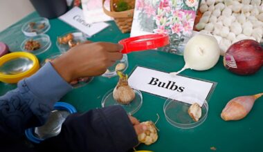 Dallas ISD program to send 48,000 students on STEM field trips. Here’s why