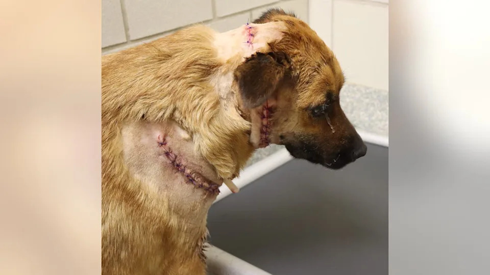 <div>Credit: Houston SPCA</div>