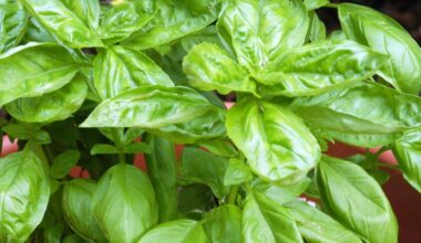 Follow these tips for success in your North Texas garden