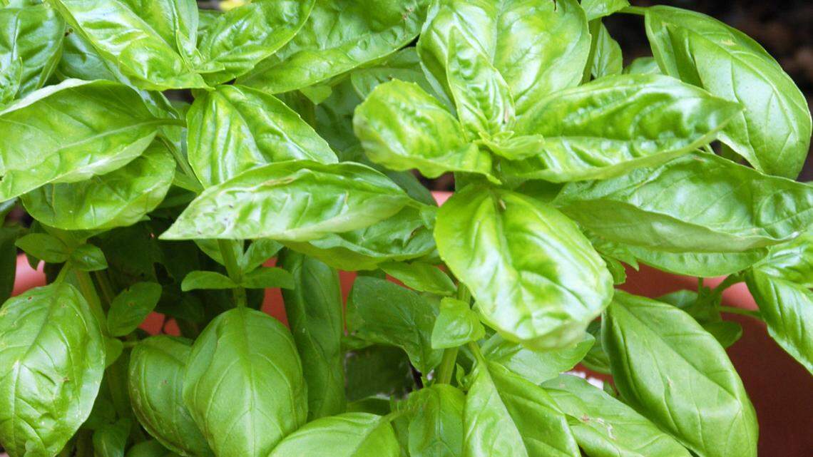 Follow these tips for success in your North Texas garden