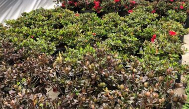 How to get the most from your nursery shopping experience