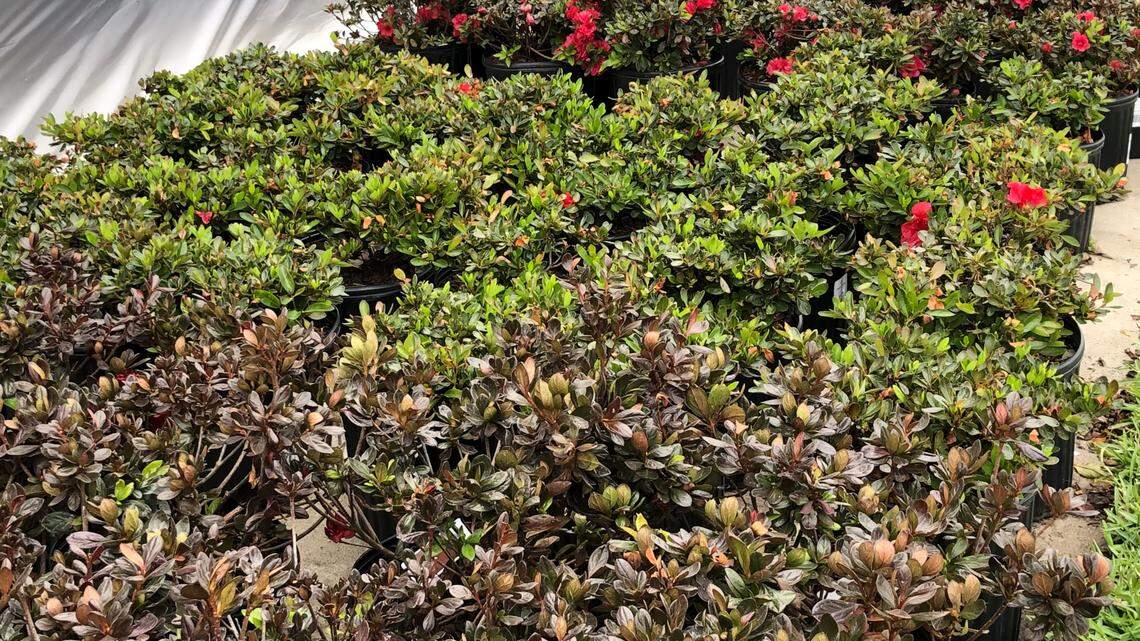 How to get the most from your nursery shopping experience