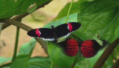Butterflies return to Fort Worth Botanic Garden for annual spring exhibit