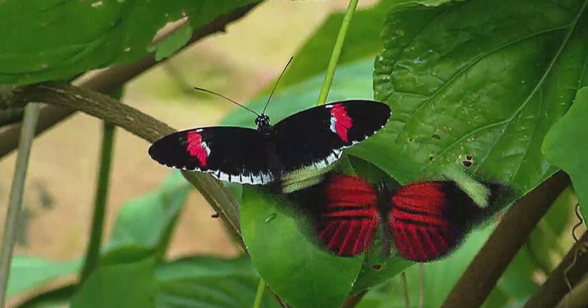 Butterflies return to Fort Worth Botanic Garden for annual spring exhibit