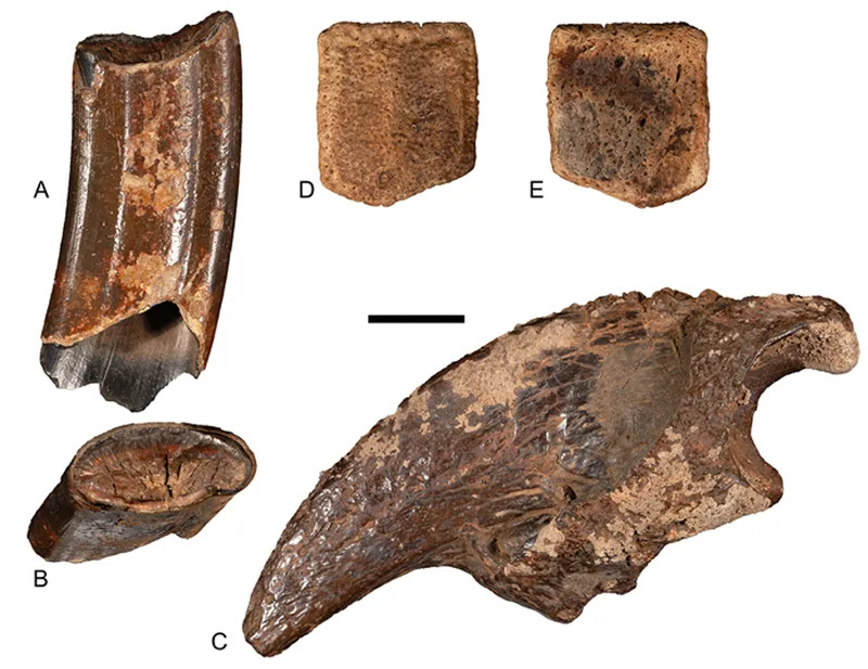 Fossils of Megalonyx jeffersonii and Holmesina septentrionalis. (CREDIT: Quaternary Research)