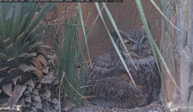 Athena the Owl returns to the Lady Bird Johnson Wildflower Center for 16th year