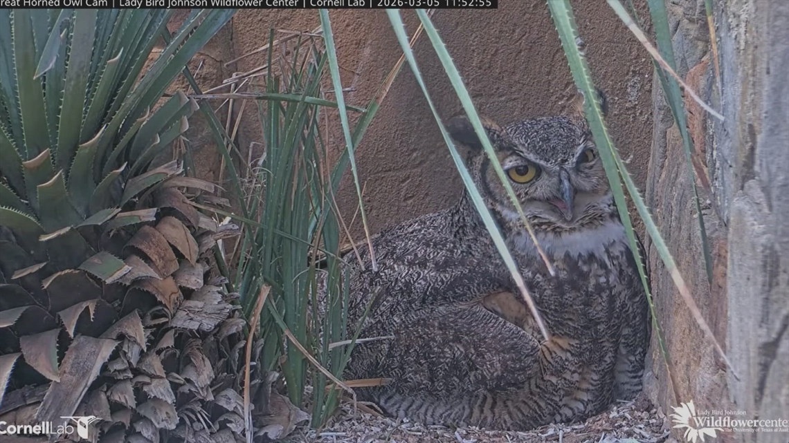 Athena the Owl returns to the Lady Bird Johnson Wildflower Center for 16th year